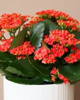 春节从花房买的鲜花